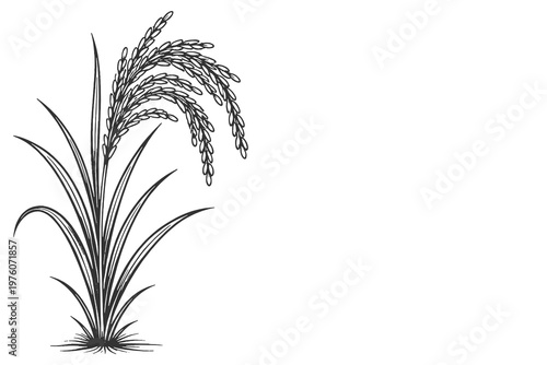Young rice stalk vector illustration in fine black and white line art style with botanical agricultural theme