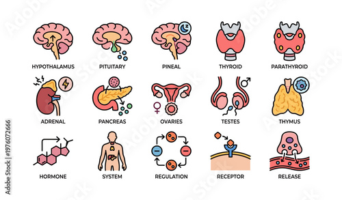 Human endocrine system organs and functions diagram with hormones and receptors