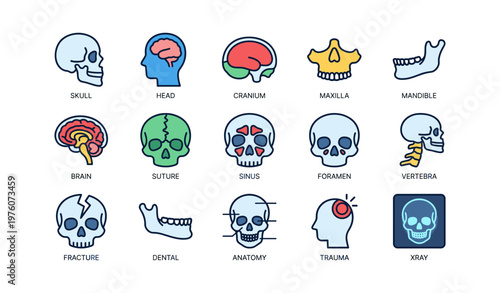 Human skull anatomy: cranium, maxilla, mandible, brain, sinus, vertebra insights