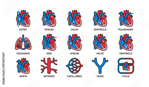 Human heart anatomy diagram: veins arteries valves and circulatory system