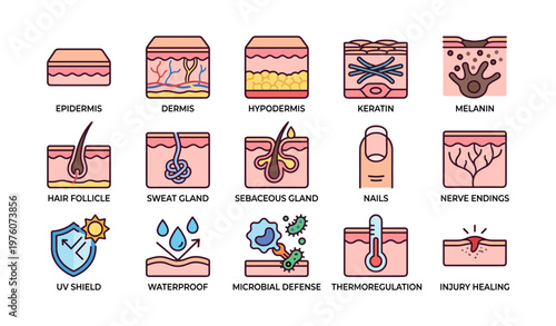 Skin anatomy: epidermis, dermis, hair follicles, glands, nails, uv shield, thermoregulation