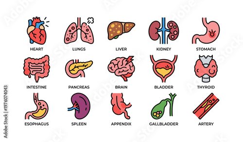 Illustrated icons of human organs including heart, lungs, liver, kidney, stomach, brain, and more