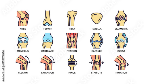 Illustrated anatomy of knee joint: structures, movements, functions