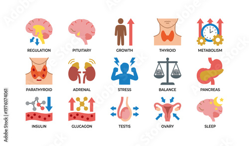 Endocrine system diagram illustrating hormonal functions and glandular anatomy