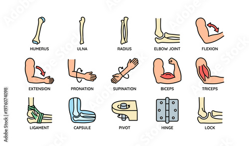 Human arm anatomy illustrations: bones, joints, muscles, movements