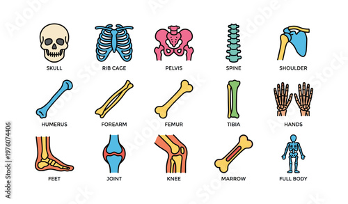 Colorful anatomy: illustrated human skeletal system diagram with bones and joints