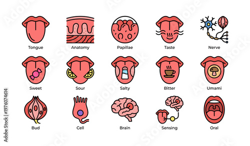 Human taste system diagram: tongue anatomy, taste buds, nerves, brain, sensing