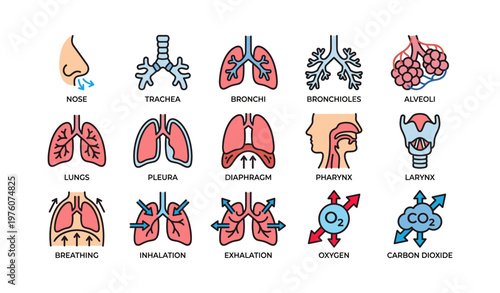 Human respiratory system diagram: organs, functions, and airflow process