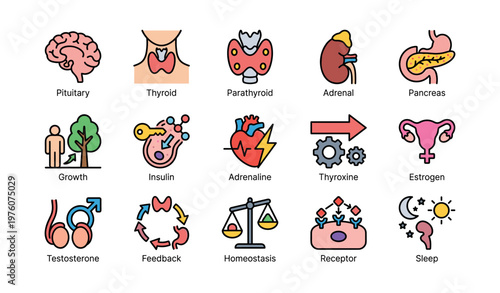 Endocrine system icons: hormones, organs, and functions illustrated