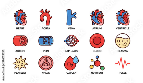 Human circulatory system components illustrated: heart, vessels, blood cells, oxygen