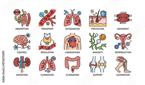 Illustrated anatomy icons highlighting bodily functions and systems