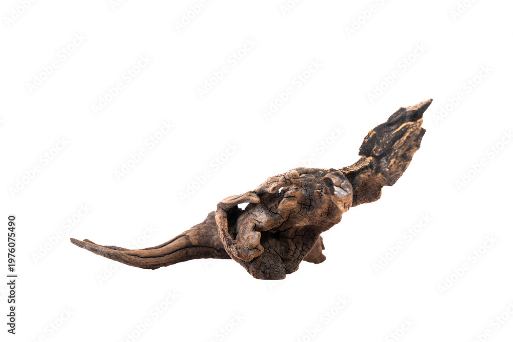 Fototapeta premium Driftwood aged wood isolated on white background. Piece of driftwood driftwood close up for aquarium.