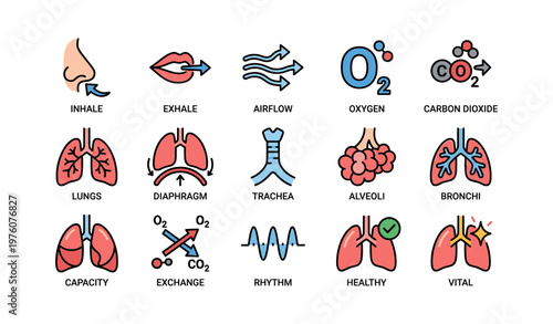 Respiratory system diagram with lungs, diaphragm, and airflow elements