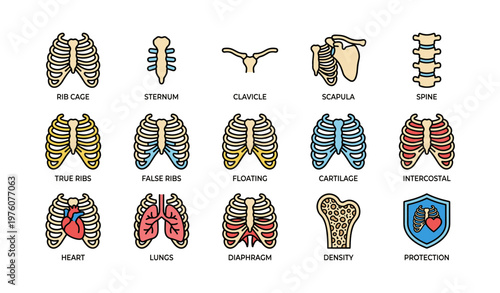 Human skeleton anatomy diagram: rib cage spine heart lungs and tissue structure