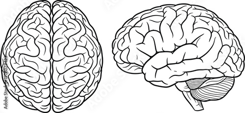 Human brain anatomy vector illustration with top and side views, detailed medical outline of cerebral structure in minimal style