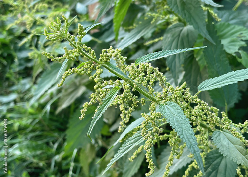 Flowering Stinging Nettle Plant Close Up