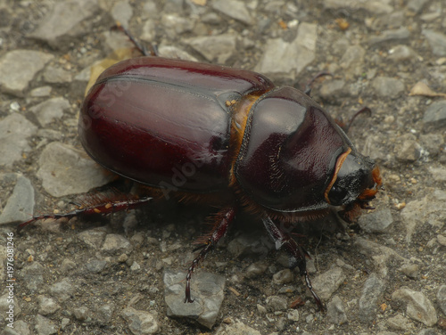 Quadro su tela Rhinoceros beetle