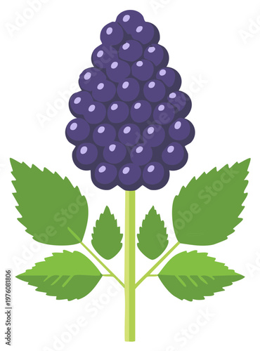 Stylized illustration of a ripe blackberry cluster on a green stem with leaves