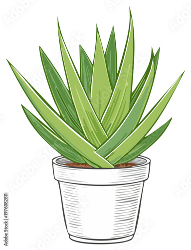 Illustration of a potted Aloe Vera plant, hand-drawn style