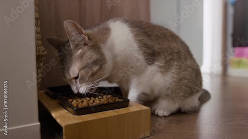 Gray and White Cat Eating Kibble Indoors