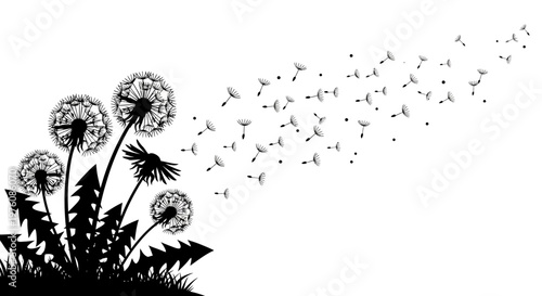 Silhouette of dandelions with seeds dispersing in the wind against a clean white background, symbolizing freedom and new beginnings.