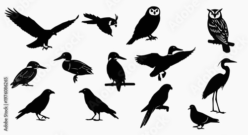 Collection of various black bird silhouettes on white background