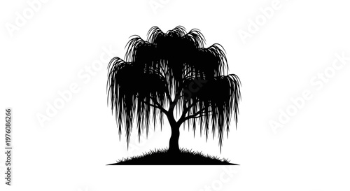 Silhouette of a weeping willow tree with drooping branches, set against a white background, symbolizing nature and tranquility.