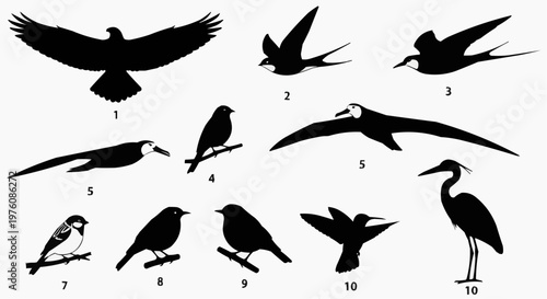 Bird silhouettes flying and perched on branches and standing, various species