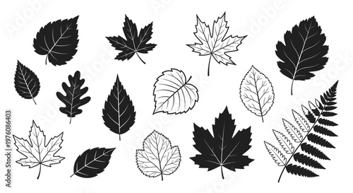 Collection of various detailed black and white illustrations of different types of leaves and a fern frond.