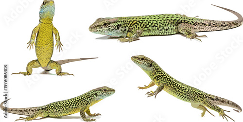 Set of Green Lizard Illustrations with Various Poses for Wildlife, Reptile, and Animal-Themed Graphics