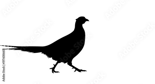 Silhouette of a pheasant walking with its long tail feathers trailing behind it against a white background.