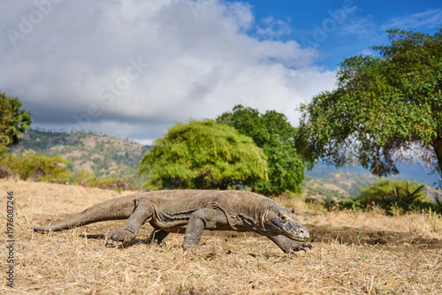 Komodo dragon walking through the dry landscape of Komodo Island, showing its strength and natural behaviour.