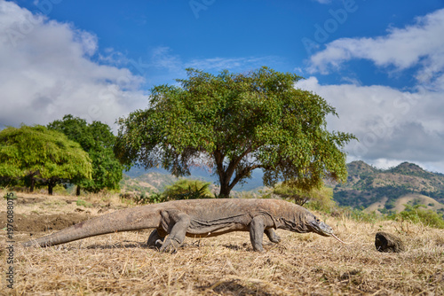 Komodo dragon walking through the dry landscape of Komodo Island, showing its strength and natural behaviour.