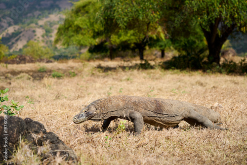 Komodo dragon walking through the dry landscape of Komodo Island, showing its strength and natural behaviour.