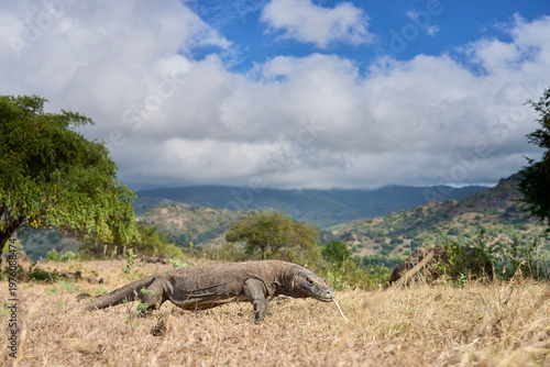 Komodo dragon walking through the dry landscape of Komodo Island, showing its strength and natural behaviour.