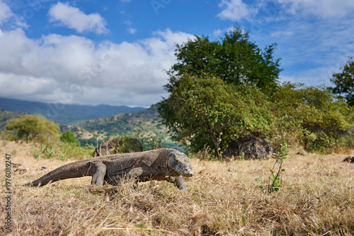 Komodo dragon walking through the dry landscape of Komodo Island, showing its strength and natural behaviour.