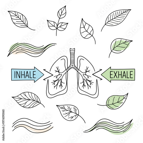 Lungs illustrating inhale and exhale process with surrounding leaves and wavy lines symbolizing breathing exercise for health and relaxation mindful air intake.