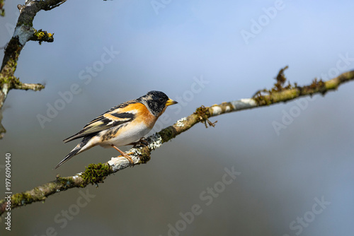 OISEAUX