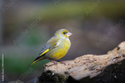 OISEAUX