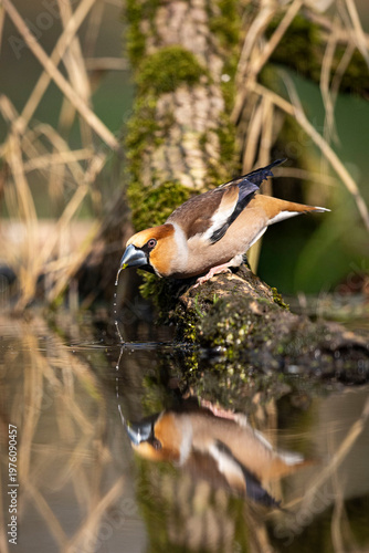 OISEAUX