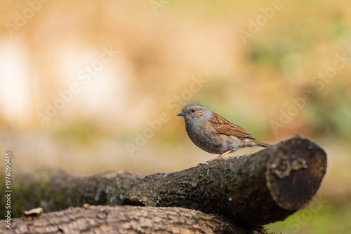 OISEAUX