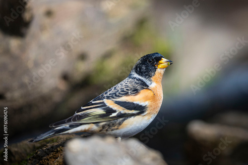 OISEAUX