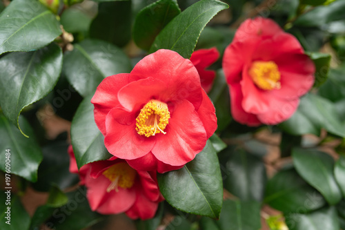 Schilderij op canvas Red camellia japonica ‘Lady Campbell’ with single to semi-double bloom and prominent yellow stamens, photographed close up in natural garden setting