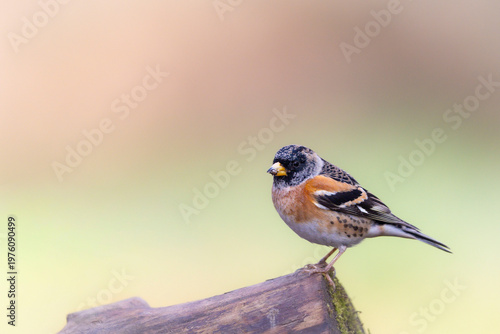 OISEAUX