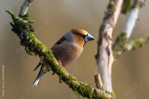 OISEAUX