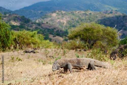 Komodo dragon walking through the dry landscape of Komodo Island, showing its strength and natural behaviour.