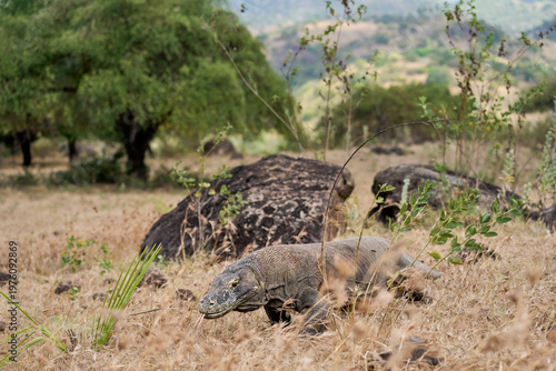 Komodo dragon walking through the dry landscape of Komodo Island, showing its strength and natural behaviour.