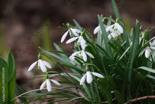 White Galanthus, Snowdrops in tight bunches growing naturally in a spring garden scene