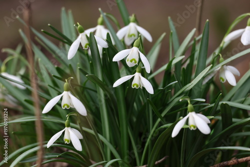 A dense cluster of Galanthus nivalis, commonly known as snowdrops, blooming in early spring soil