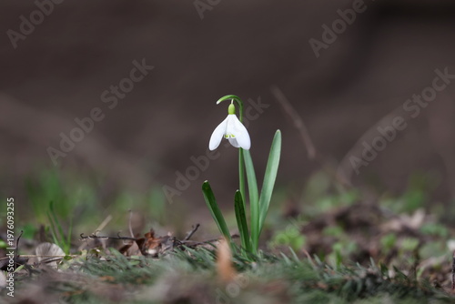 A solitary Galanthus nivalis, or snowdrop, standing out against the earthy background in early spring